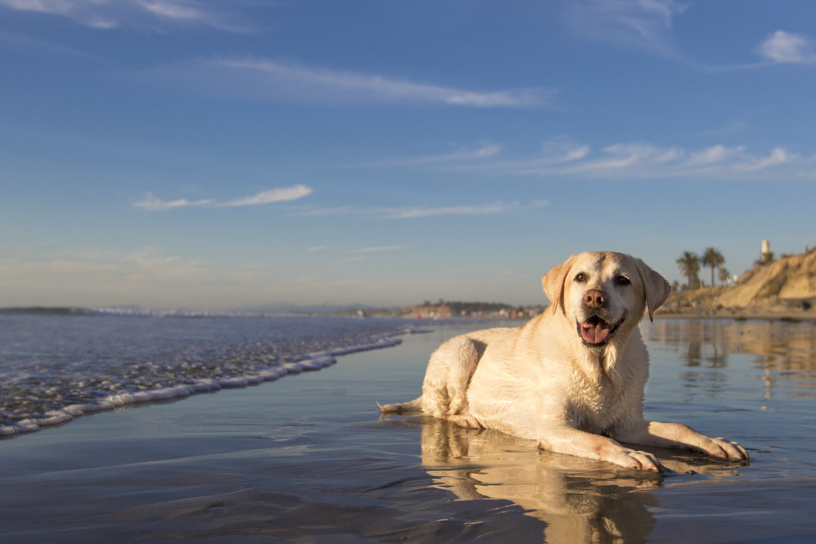 A yellow Labrador resting in the shallows on a San Diego beach, from the Allison Shamrell Pet Photography portfolio