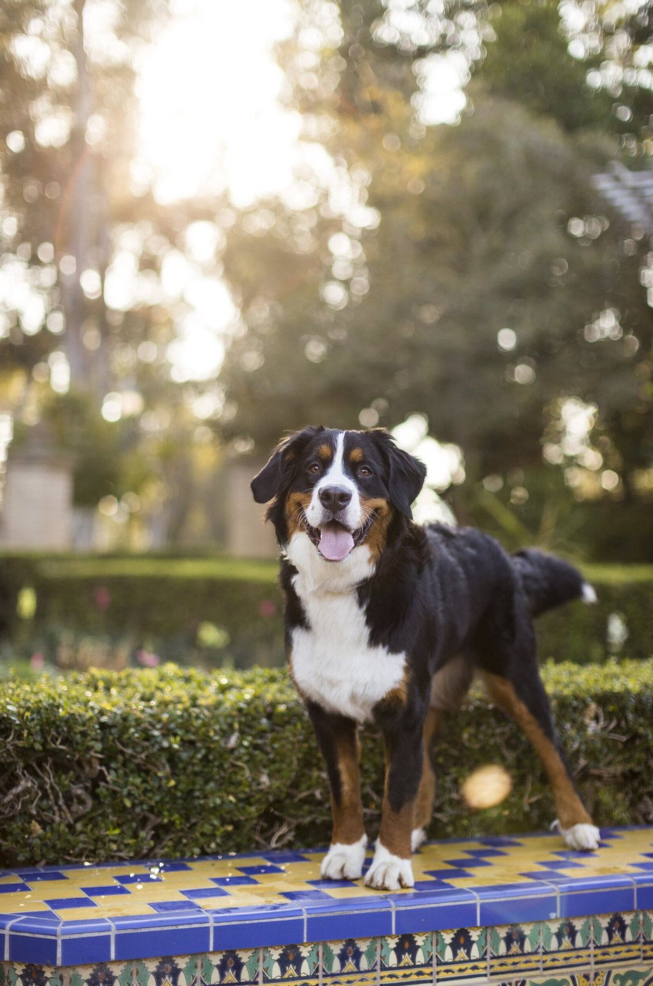 Bernese mountain dog standing on a tiled garden bench