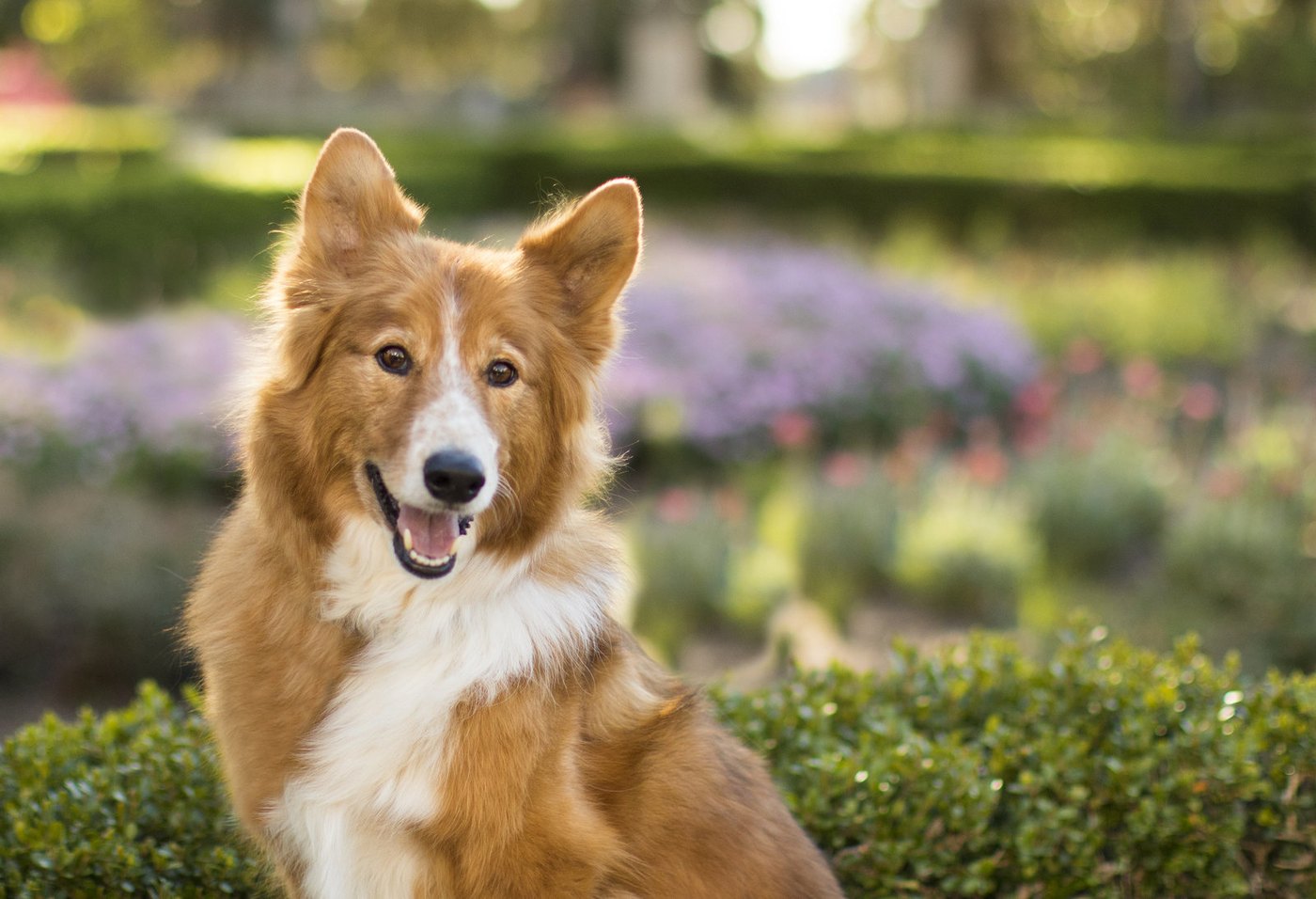 Sheltie smiling in a flower garden, photographed on location