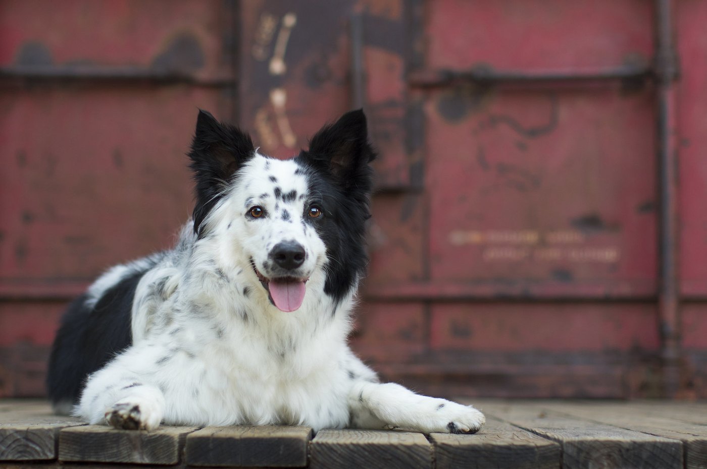 Black and white border collie lying in front of a weathered red door