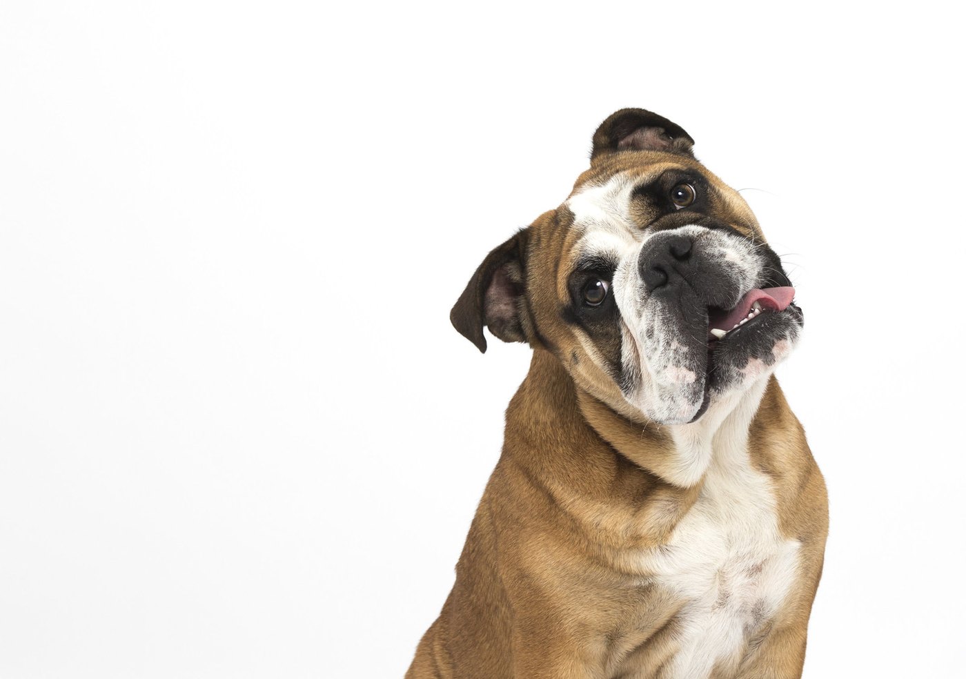 English bulldog tilting its head against a white studio backdrop